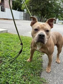 Peety Pablo -  American Bulldog and Mixed Breed Dog for Adoption in Savannah, Georgia - Peety Pablo | PetCurious