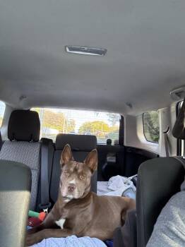 Shepherd Dogs Available for Adoption - Sea-Doo | PetCurious