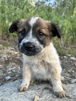 French Cruller -  Shepherd Dog for Adoption in Spokane, Washington - French Cruller | PetCurious