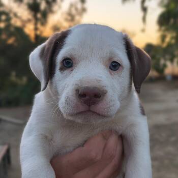 Salem -  Pit Bull Terrier and Australian Shepherd Dog for Adoption in Avon, Connecticut - Salem | PetCurious