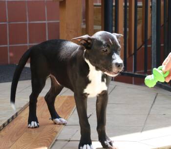 Rescue Terrier and Mixed Breed Dogs for Adoption in Pflugerville, Texas - Ziggy L | PetCurious