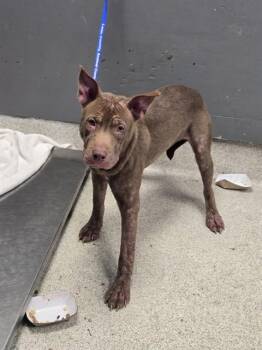 MOTH -  Pit Bull Terrier and Mixed Breed Dog for Adoption in Tallahassee, Florida - MOTH | PetCurious