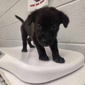 Prairie creek (blue collar) -  Mixed Breed Dog for Adoption in Chattanooga, Tennessee - Prairie Creek (blue Collar) | PetCurious