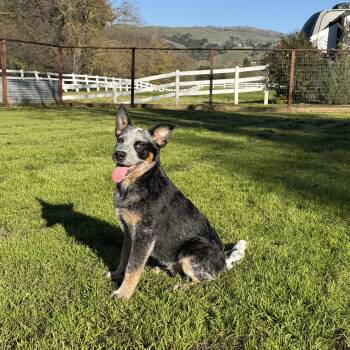 Goose -  Australian Cattle Dog Blue Heeler Dog for Adoption in Hayward, California - Goose | PetCurious