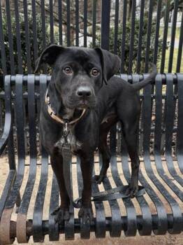 Mixed Breed Dogs Available for Adoption - Wynne | PetCurious