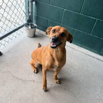 Eyedrop -  Terrier Dog for Adoption in Carencro, Louisiana - Eyedrop | PetCurious