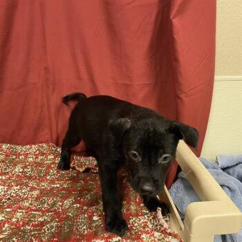 WISH BEAR -  Staffordshire Bull Terrier Dog for Adoption in Modesto, California - WISH BEAR | PetCurious