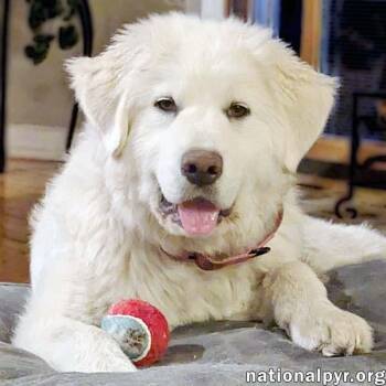 Great Pyrenees Dogs Available for Adoption in Beacon, New York - Sierra In MI - Spunky, Gentle, Caring & Smart! | PetCurious