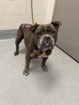 RAJAH -  French Bulldog and Mixed Breed Dog for Adoption in Indianapolis, Indiana - RAJAH | PetCurious
