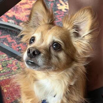 Toby -  Chihuahua and Mixed Breed Dog for Adoption in Wichita, Kansas - Toby | PetCurious