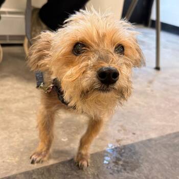 Lucky Go -  Yorkshire Terrier Dog for Adoption in Philadelphia, Pennsylvania - Lucky Go | PetCurious