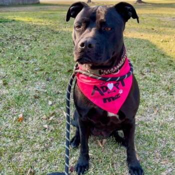 Rescue American Staffordshire Terrier Dogs for Adoption in Enterprise, Alabama - Stormy | PetCurious
