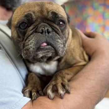 French Bulldog Dogs Available for Adoption - Ethel | PetCurious