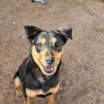 Rescue Shiba Inu Dogs for Adoption in Midland, Texas - Lucy | PetCurious