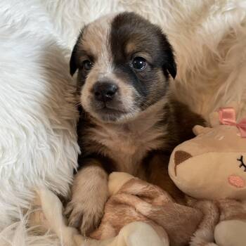 Rescue Australian Cattle Dog Blue Heeler Dogs for Adoption in Heber Springs, Arkansas - Cortado | PetCurious