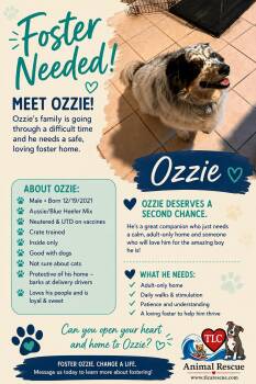 Ozzie -  Australian Shepherd Dog for Adoption in Middle Township, New Jersey - Ozzie | PetCurious