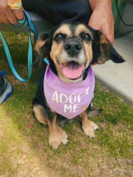 Georgia -  Beagle Dog for Adoption in Glendale, California - Georgia | PetCurious