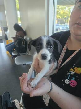 Darla Harris -  Chihuahua and Jack Russell Terrier Dog for Adoption in Sumter, South Carolina - Darla Harris | PetCurious