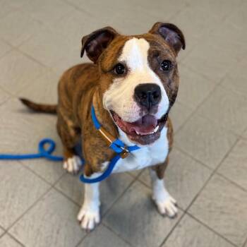 Nigel D11548 -  American Bulldog and American Staffordshire Terrier Dog for Adoption - Nigel D11548 | PetCurious
