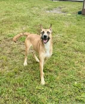 Husky Dogs Available for Adoption in Clayton, New Jersey - Indie | PetCurious