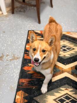 Pembroke Welsh Corgi Dogs Available for Adoption - Benny | PetCurious