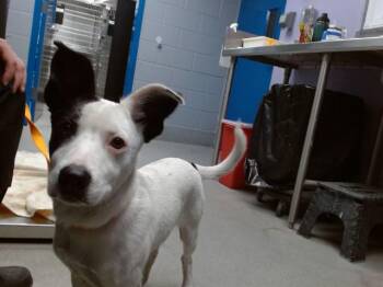 SPROUT -  Pointer and Mixed Breed Dog for Adoption in Albuquerque, New Mexico - SPROUT | PetCurious