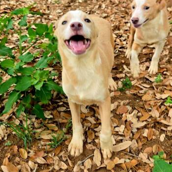 Labrador Retriever Dogs Available for Adoption in Brookeville, Maryland - Max | PetCurious