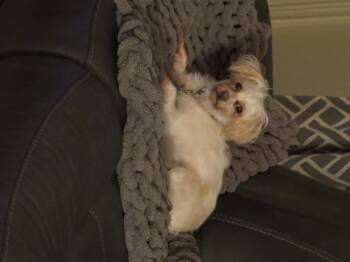 Maltese and Yorkshire Terrier Dogs Available for Adoption in Garland, Texas - Izzy Isabella  | PetCurious