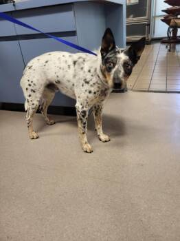 SHY TOBY -  Australian Cattle Dog Blue Heeler Dog for Adoption in Burbank, California - SHY TOBY | PetCurious