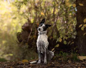 Rescue Border Collie and Australian Cattle Dog Blue Heeler Dogs for Adoption in Nampa, Idaho - SPRITE **she Swims!** | PetCurious