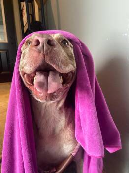 Rescue Catahoula Leopard Dog Dogs for Adoption in Pompano Beach, Florida - Rocky | PetCurious