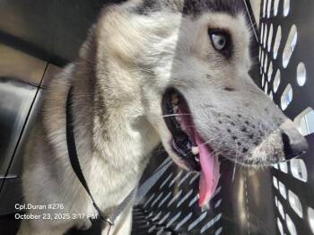 Rescue Siberian Husky Dogs for Adoption in San Antonio, Texas - ELKINS | PetCurious