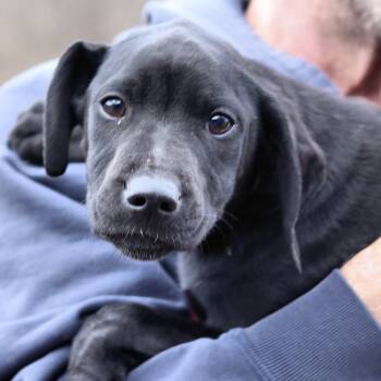 Rescue Golden Retriever Dogs for Adoption in Eastford, Connecticut - CT Brie | PetCurious