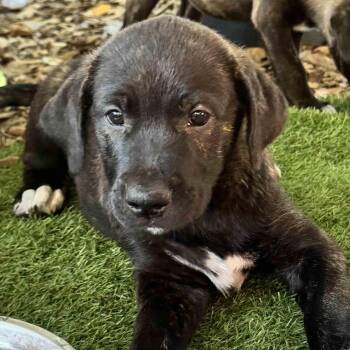 Anatolian Shepherd and American Staffordshire Terrier Dogs Available for Adoption in New Port Richey, Florida - Odin  | PetCurious