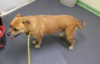 Terrier and Mixed Breed Dogs Available for Adoption in Picayune, Mississippi - Chicory | PetCurious