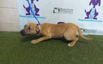 Pit Bull Terrier and Mixed Breed Dogs Available for Adoption - FLAME | PetCurious
