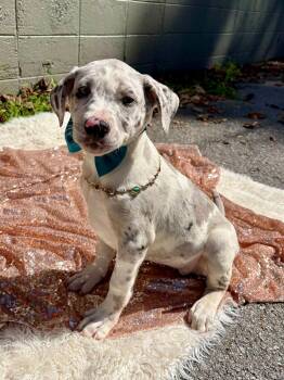 Zoey -  Terrier and Shar Pei Dog for Adoption in Sevierville, Tennessee - Zoey | PetCurious