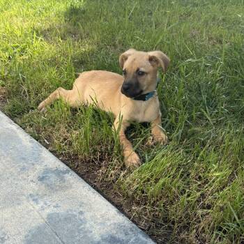 Basenji and Labrador Retriever Dogs Available for Adoption in San Diego, California - Beaver | PetCurious