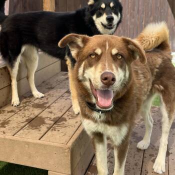 Zola -  Husky and Australian Shepherd Dog for Adoption in San Diego, California - Zola | PetCurious