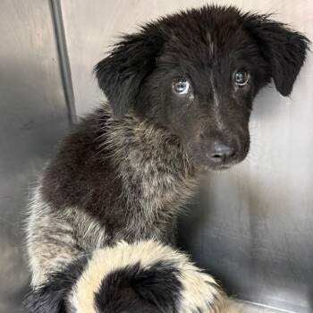 Merle -  Border Collie Dog for Adoption in Birmingham, Alabama - Merle | PetCurious