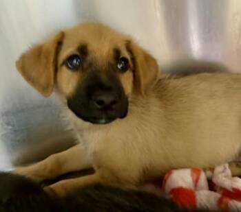 Blake -  German Shepherd Dog Dog for Adoption in Mobile, Alabama - Blake | PetCurious