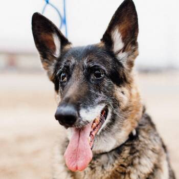 German Shepherd Dog Dogs Available for Adoption in St. Cloud, Minnesota - Greta | PetCurious