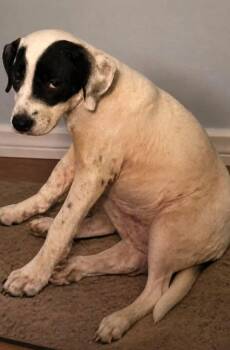 Michi Garner -  Labrador Retriever and Hound Dog for Adoption in El Dorado, Arkansas - Michi Garner | PetCurious