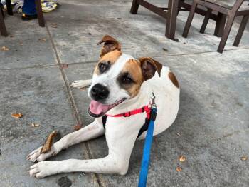 Rescue Pit Bull Terrier Dogs for Adoption in Lakeland, Florida - Meatstick | PetCurious