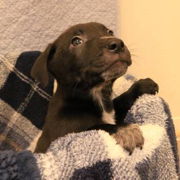Pit Bull Terrier Dogs Available for Adoption in Rifle, Colorado - Zirconium (26-1E-6) | PetCurious