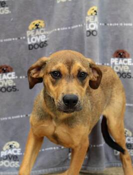 Rescue Black Mouth Cur Dogs for Adoption in Jacksonville, Texas - Thelma | PetCurious