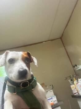 Buddy -  Jack Russell Terrier and Beagle Dog for Adoption in Pine Grove, Pennsylvania - Buddy | PetCurious