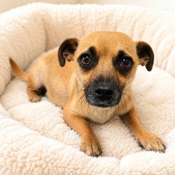 Iris -  Chihuahua Dog Available for Adoption in Fresno, California - Iris | PetCurious