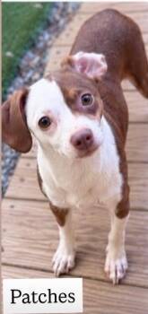 Patches -  Chihuahua Dog for Adoption in Cullman, Alabama - Patches | PetCurious