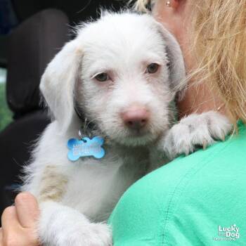 Troy -  Terrier Dog for Adoption in Washington, District Of Columbia - Troy | PetCurious